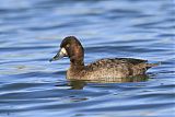 Lesser Scaup